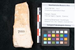 Foto (Objekt + Etikett) von Cinnamomum polymorphum Braun (NHMW-GEO-2024-0188-7999)